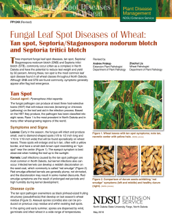 Fungal Leaf Spot Diseases of Wheat: Tan spot, Septoria