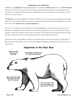 Adaptation in the Polar Bear