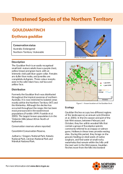 Gouldian finch - Northern Territory Government