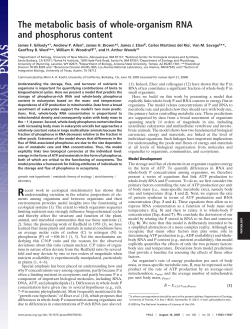 The metabolic basis of whole-organism RNA and phosphorus content