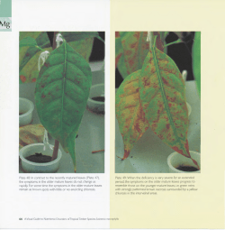 Plate 48: In contrast to the recently matured leaves (Plate 47), the