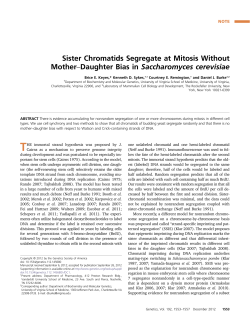 Sister Chromatids Segregate at Mitosis Without Mother&ndash;Daughter