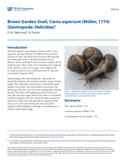 Brown Garden Snail, Cornu aspersum - EDIS