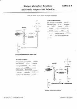 Anaerobic Respiration - Student Worksheet - Answer Sheet