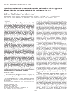 Spindle Formation and Dynamics of
