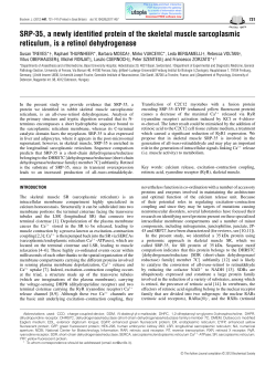 SRP-35, a newly identified protein of the skeletal muscle