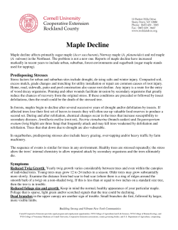 Maple Decline - Cornell Cooperative Extension Rockland County