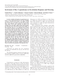 Involvement of Rice Cryptochromes in De
