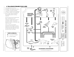 A TALLGRASS PRAIRIE FOOD WEB