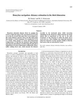 Honeybee navigation: distance estimation in the third