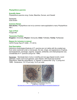 Phytophthora quercina