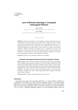 Lack of Minority Advantage in Drosophila melanogaster Mutants