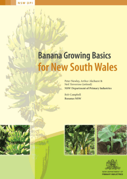 Banana Growing Basics for New South Wales