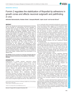 Formin 2 regulates the stabilization of filopodial tip