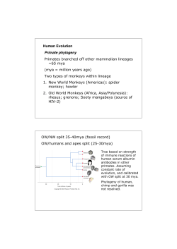 Human Evolution Primate phylogeny Primates branched off other