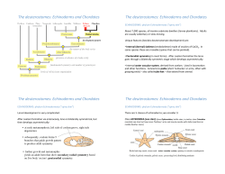 The deuterostomes: Echinoderms and Chordates The