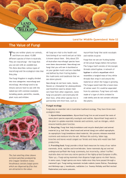 The Value of Fungi