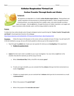 Cellular Respiration Virtual Lab
