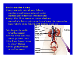 The Mammalian Kidney Kidneys maintain salt and water balance