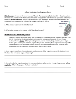 Introduction to Cellular Respiration