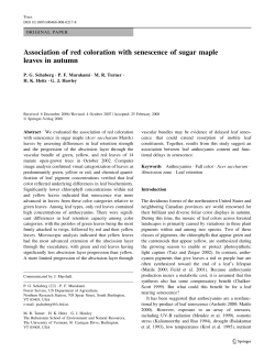 Association of red coloration with senescence of sugar maple leaves