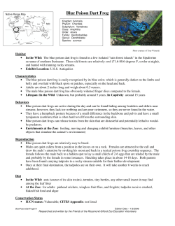Blue Poison Dart Frog - Rosamond Gifford Zoo