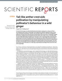 Tail-like anther crest aids pollination by manipulating pollinator`s