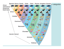 taxon (taxa) categories