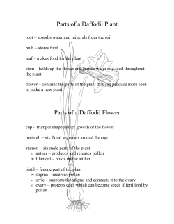 Simple Parts of the Daffodil