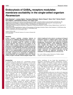 Endocytosis of GABAB receptors modulates membrane excitability