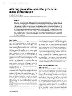 Amazing grass: developmental genetics of maize domestication