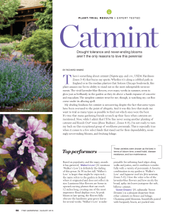 Catmint - Chicago Botanic Garden
