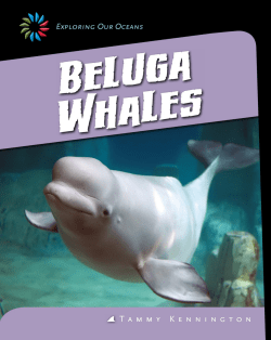 Beluga Whales - bowlerschool.net