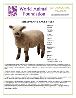 sheep/lamb fact sheet - World Animal Foundation