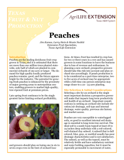 Peaches - Aggie Horticulture