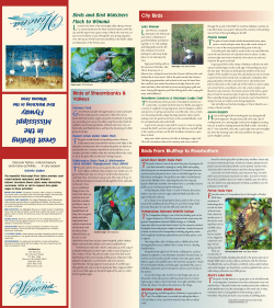 Birding in the Mississippi Flyway