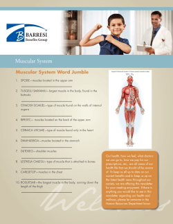Muscular System - Barresi Benefits Group