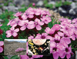 Life and Times of Alaska`s Tundra Plants