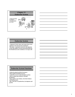 Endocrine System notes