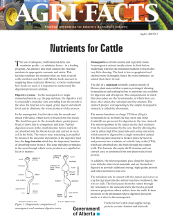 Nutrients for Cattle