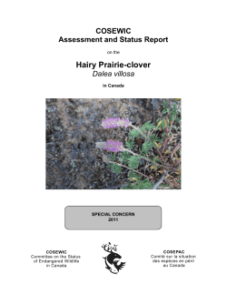 Hairy Prairie-clover Dalea villosa