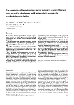 The organization of the cytoskeleton during meiosis in eggplant