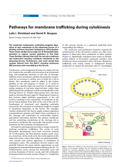 Pathways for membrane trafficking during cytokinesis