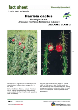 Harrisia cactus - South West NRM