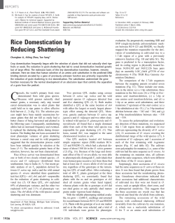 Rice Domestication by Reducing Shattering