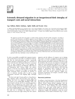 Extremely detoured migration in an inexperienced