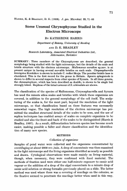 Some Unusual Chrysophyceae Studied in the