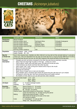 CHEETAHS (Acinonyx jubatus)