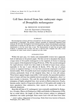 Cell lines derived from late embryonic stages of