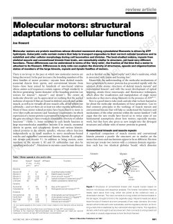 Molecular motors: structural adaptations to cellular functions
